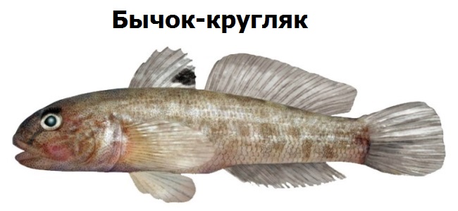 Рыба Бычок Фото Речная