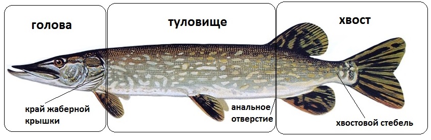 Рыбы Фото С Названиями