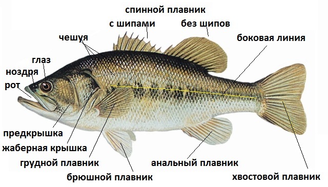 плавник рыбы